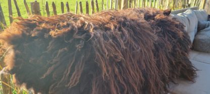 XL vacht donkerbruin 'Marina' - Afbeelding 7