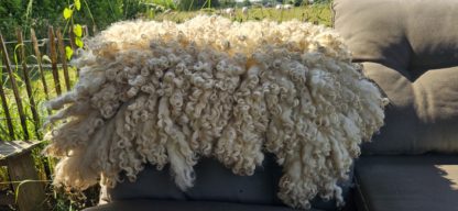 Vacht wit 'Krul' - Afbeelding 4
