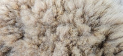 Alpacavacht gevilt 'Guus' - Afbeelding 4