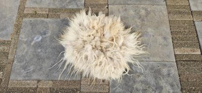 Lichte vacht 'Steffie' - Afbeelding 3