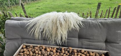 Vacht wit 'Romy' - Afbeelding 5