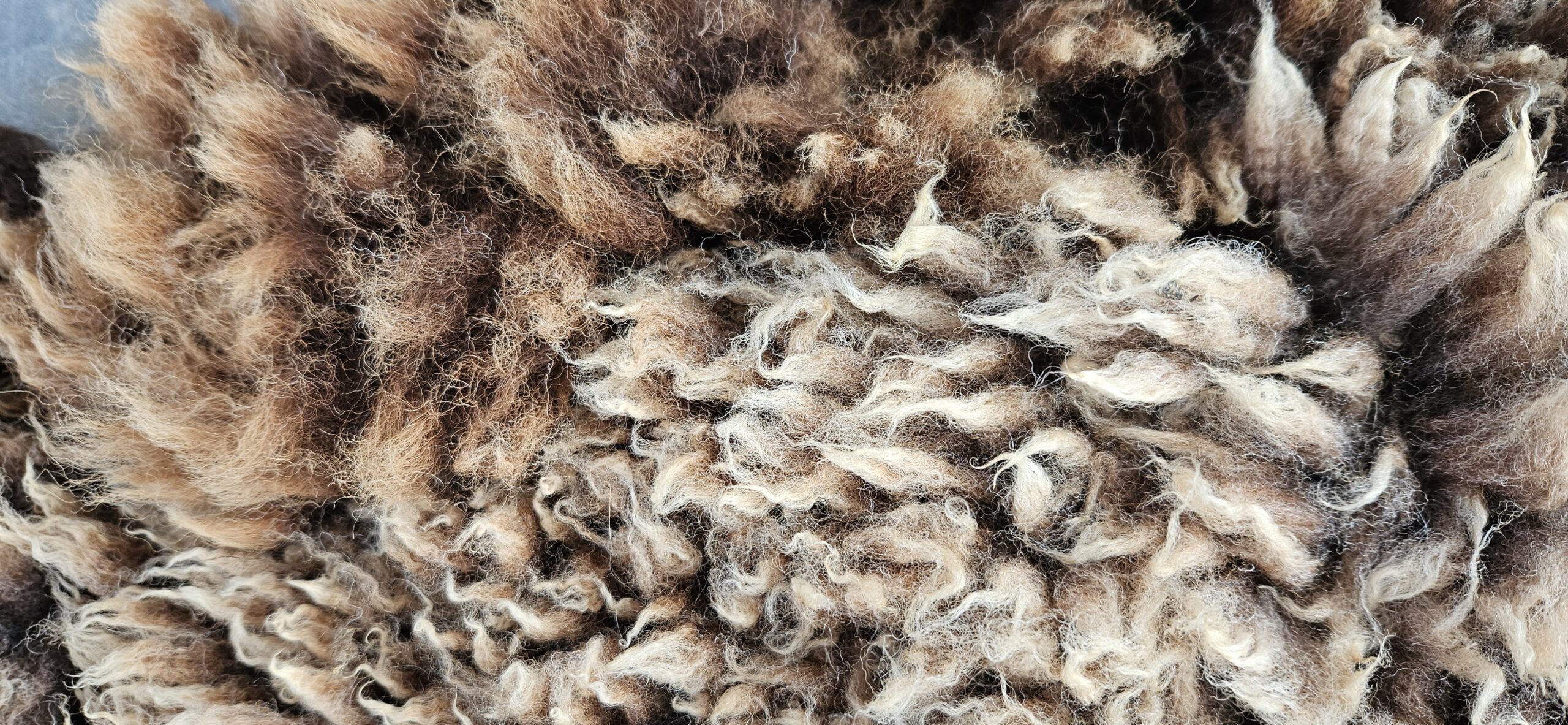 Vacht bruin 'Sara' - Afbeelding 3