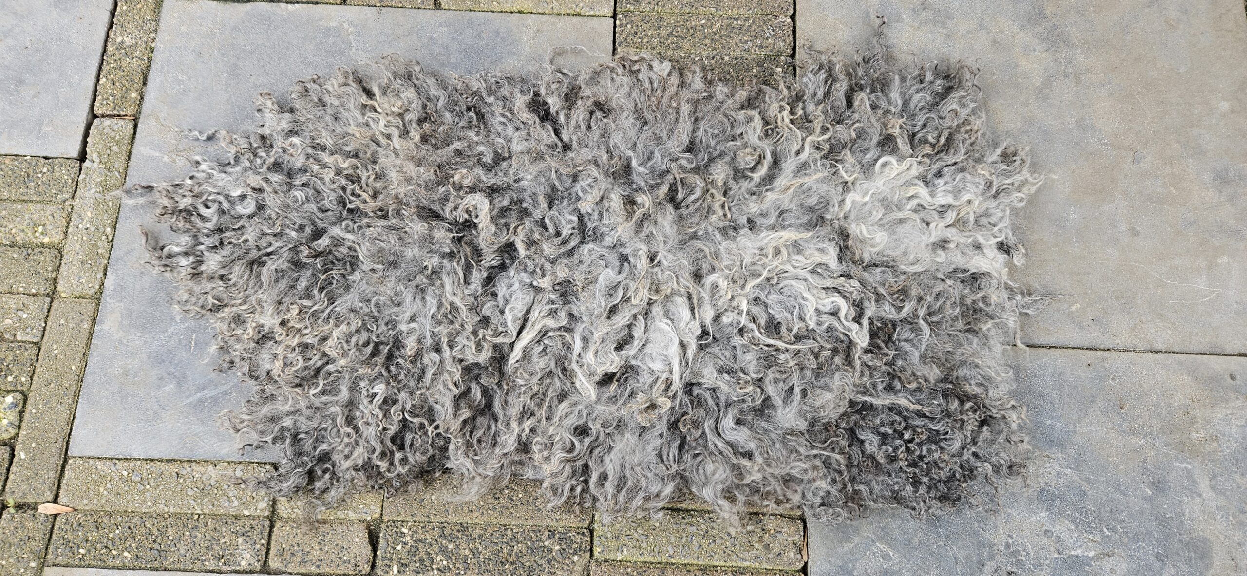 Vacht grijs 'Geertje' - Afbeelding 2