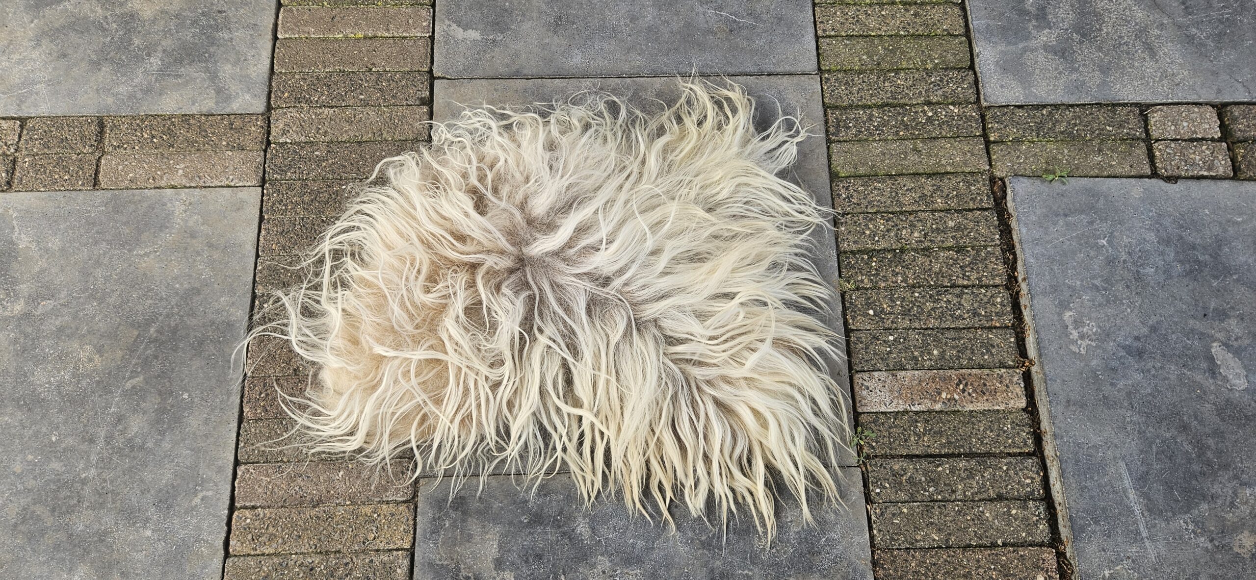 Licht vachtje 'Clara' - Afbeelding 3