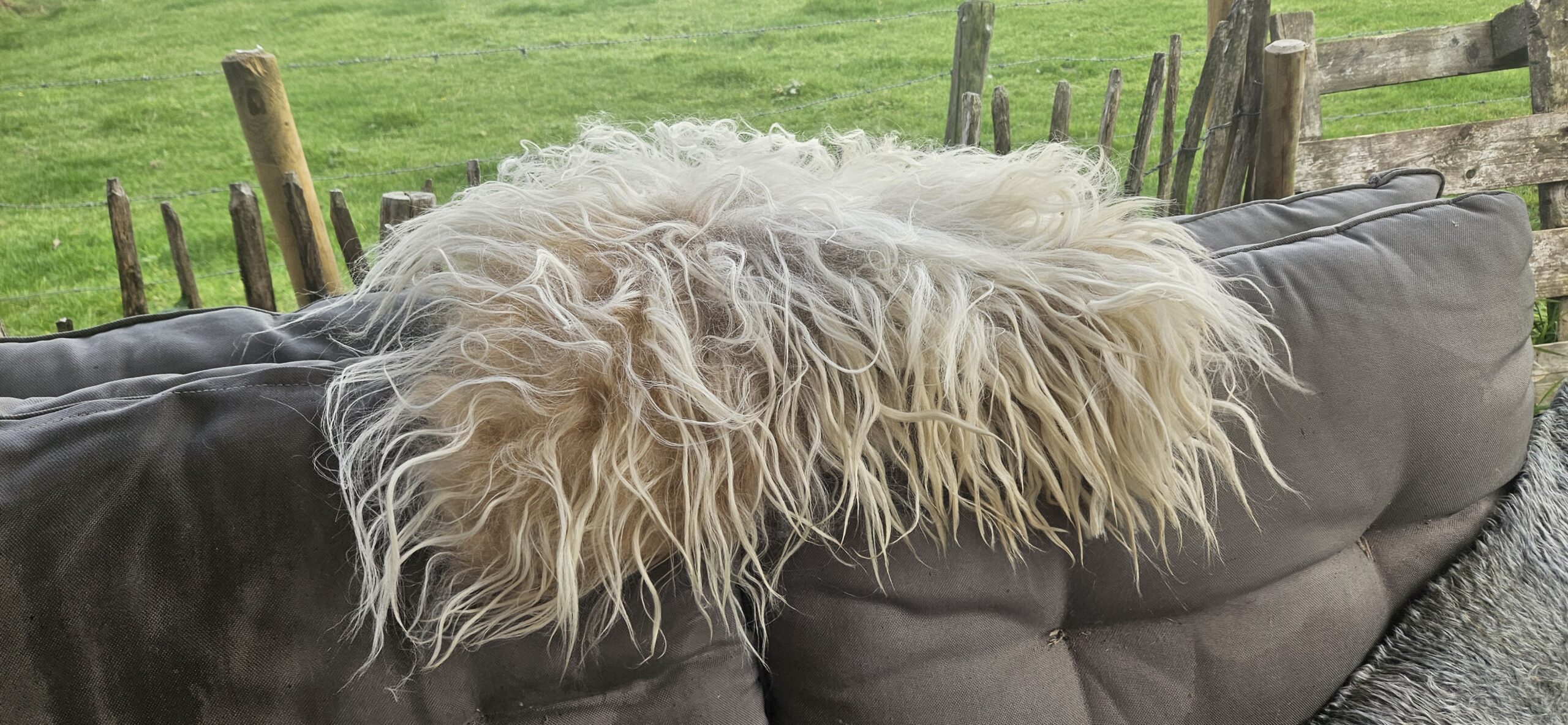 Licht vachtje 'Clara' - Afbeelding 6