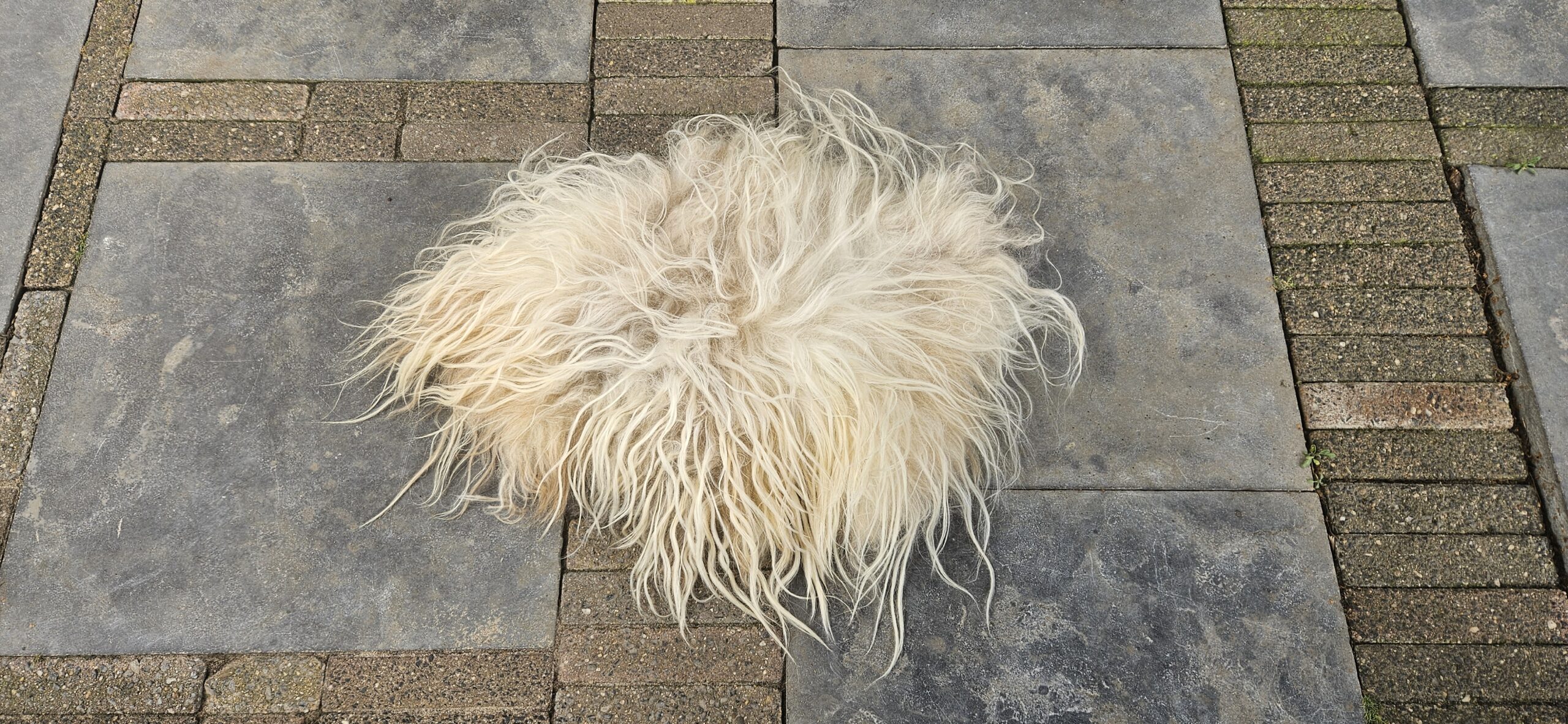 Licht vachtje 'Rosalinde' - Afbeelding 3
