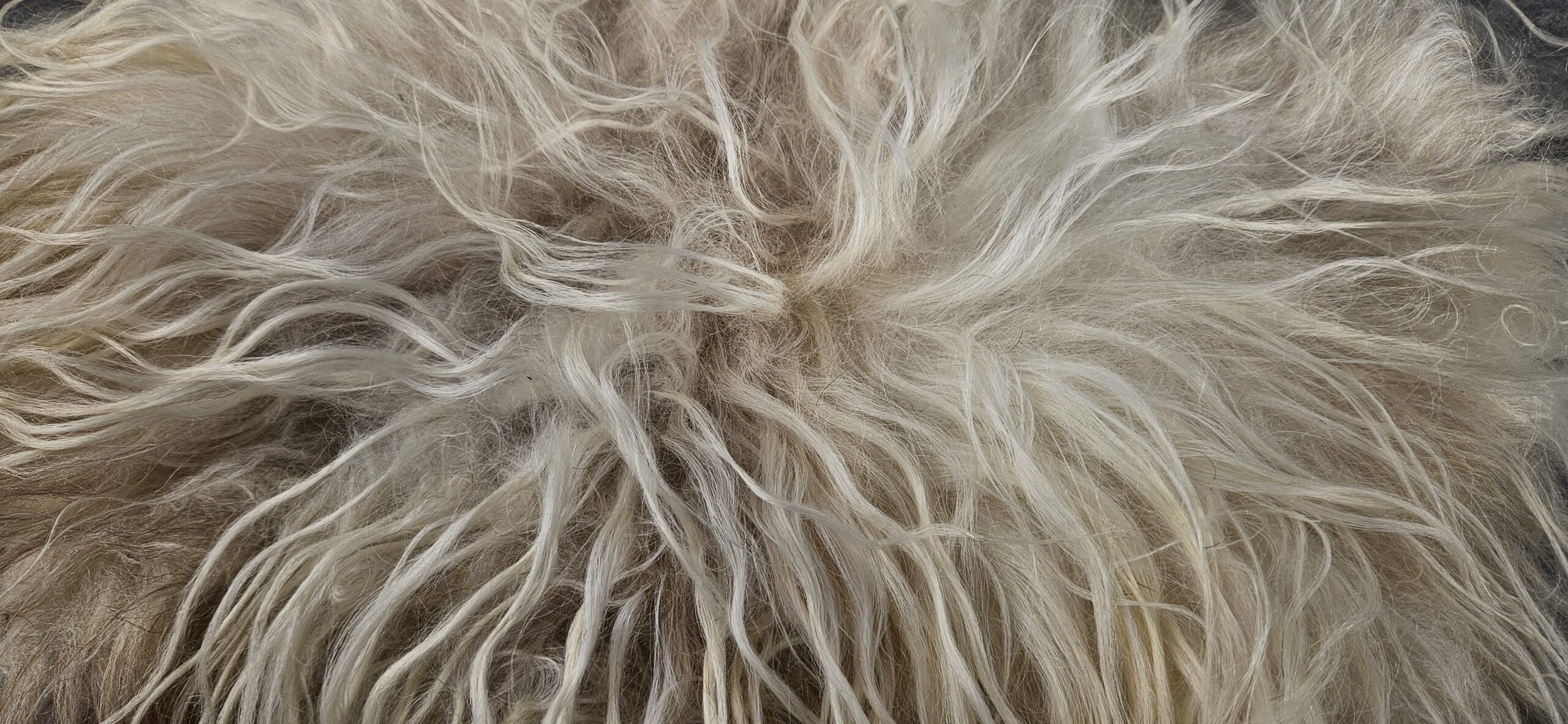 Licht vachtje 'Rosalinde' - Afbeelding 4